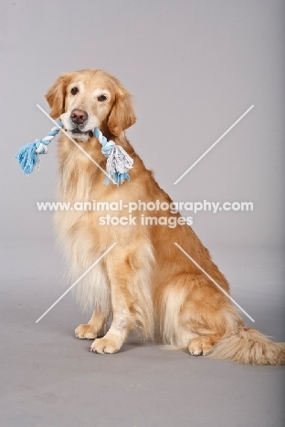 Golden Retriever with rope