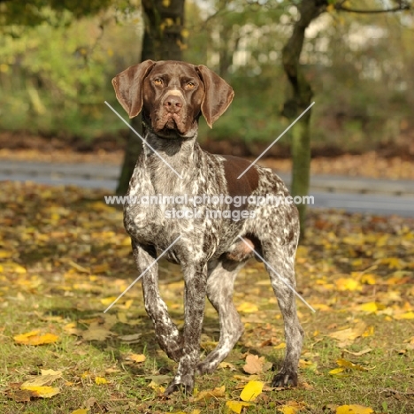 German Pointer in autumn