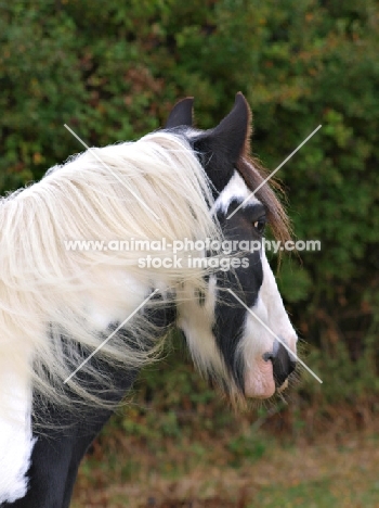 Piebald horse