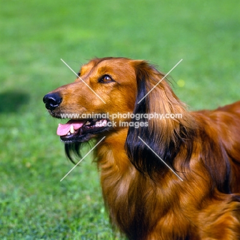 long haired dachshund, portrait