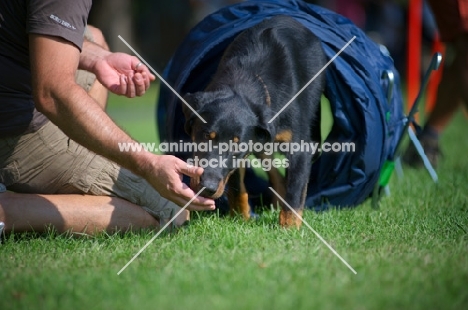 Beauceron going through a tunnel during an agility training