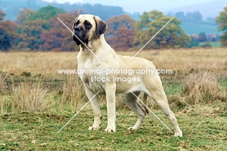 ch jakote lady glencora, mastiff in countryside