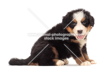 bernese Mountain dog puppy sitting on white background