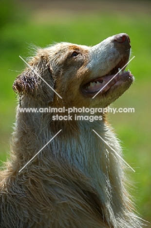 red merle australian shepherd head profile