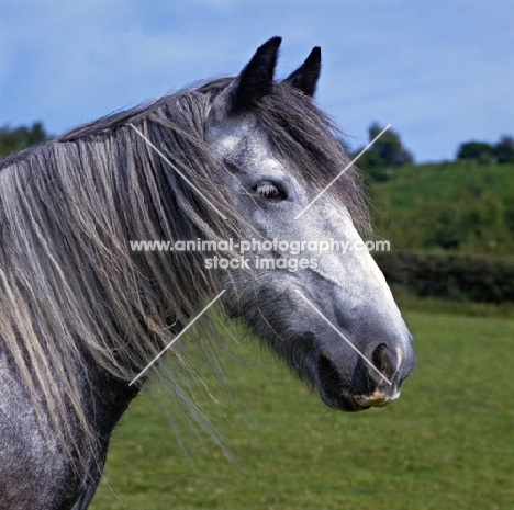 yarlton comely,dales pony mare head 