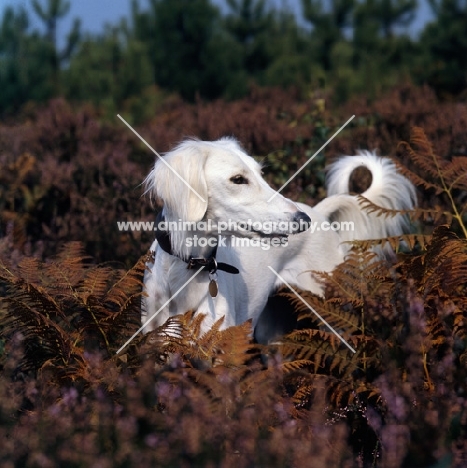 geldara amrita, saluki in heather looking over shoulder