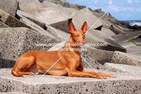 Pharaoh Hound