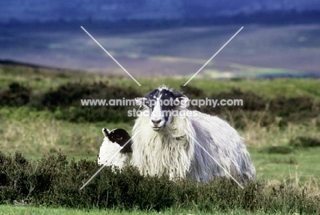 scottish blackface ewe and lamb on yorkshire moors