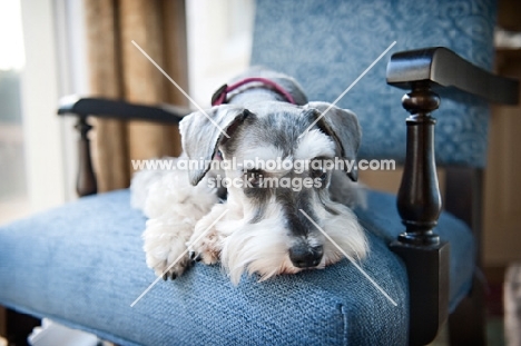 miniature schnauzer with head down on chair