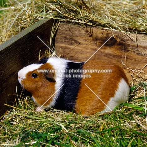 tortoiseshell and white short-haired guinea pig in pen on grass with hay