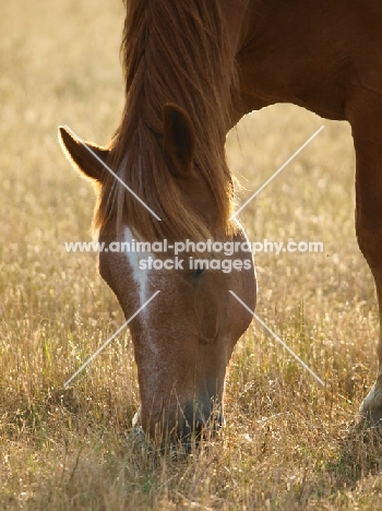 Suffolk Punch grazing