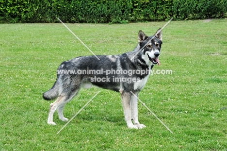 Tamaskan dog stading on grass