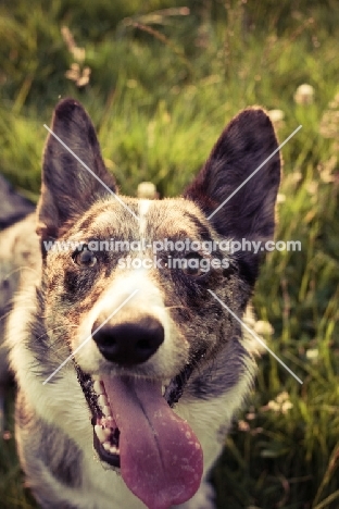 cheerful Cardigan Corgi