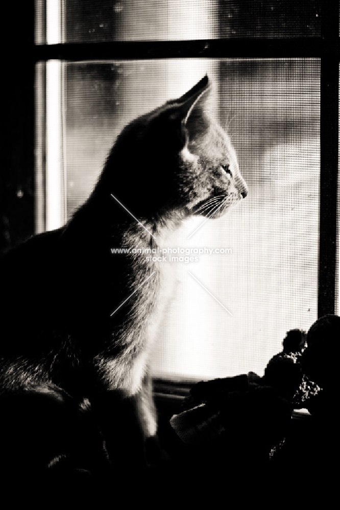 Kitten looking out window