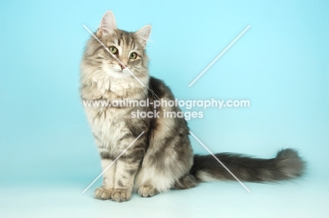 blue tabby norwegian forest cat, sitting down