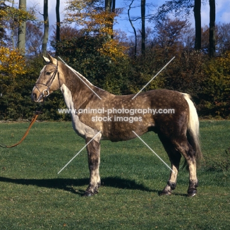 Cob with apron clip, full body 