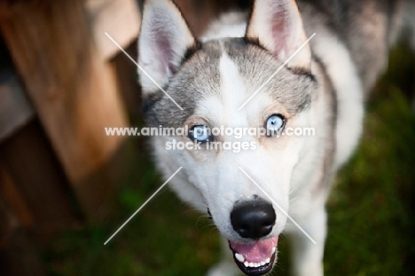 Siberian Husky with icy blue eyes, looking at camera