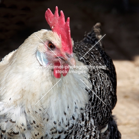 Chaams hen portrait