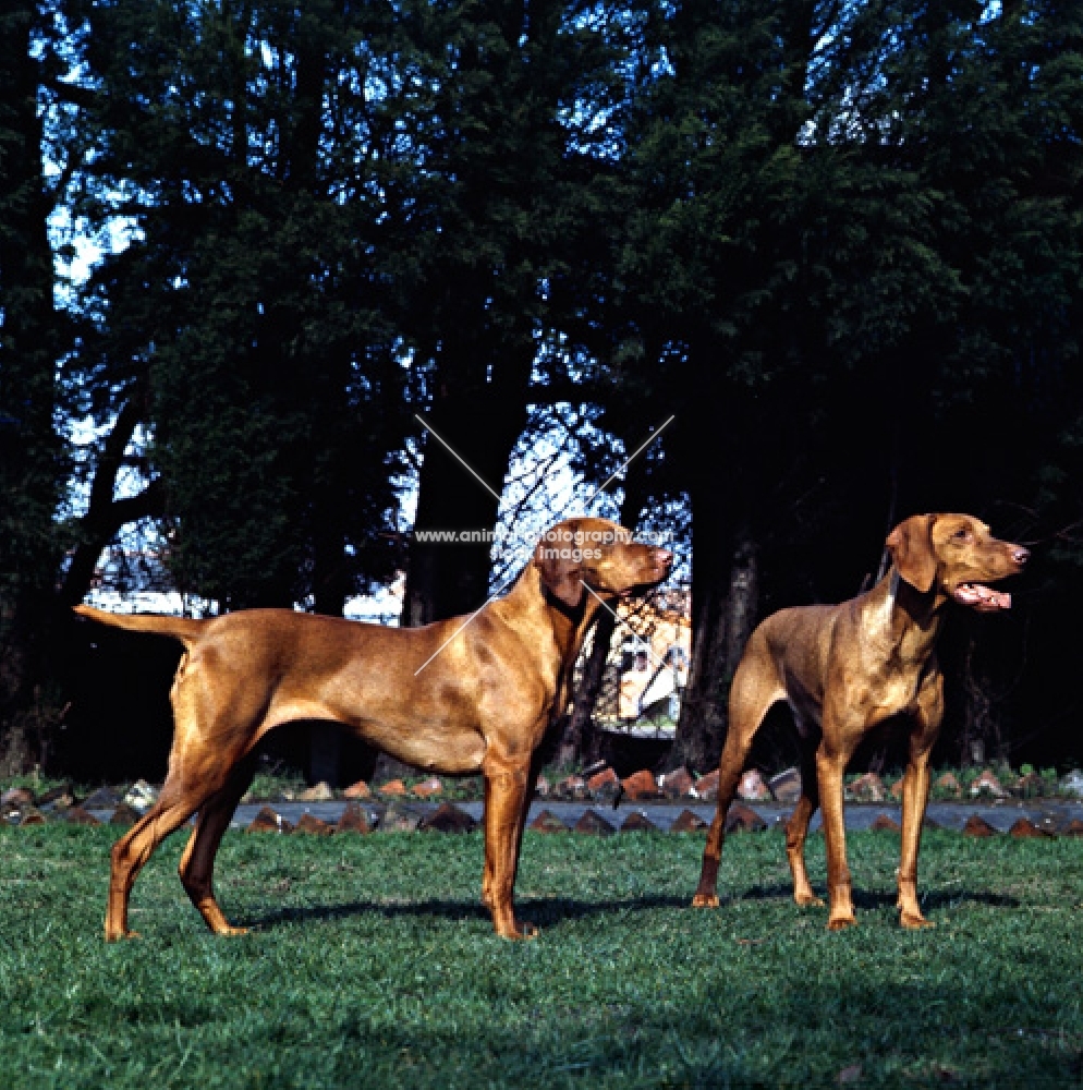 two hungarian vizslas, wolfox's kinford rica and another