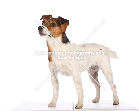 jack russell, on white background