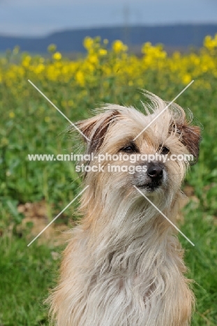 Pyrenean Sheepdog