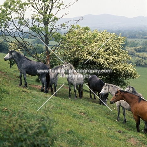 welsh ponies (section b), on hillside at pendock stud by malvern hills