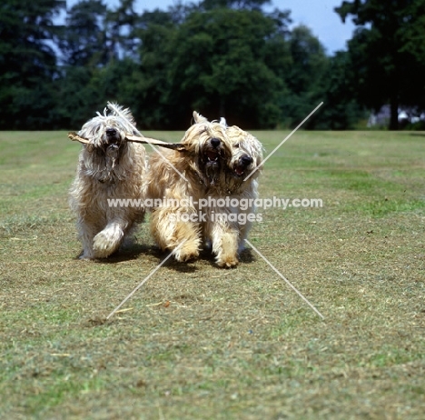 three soft coated wheaten terriers  galloping towards camera carrying stick