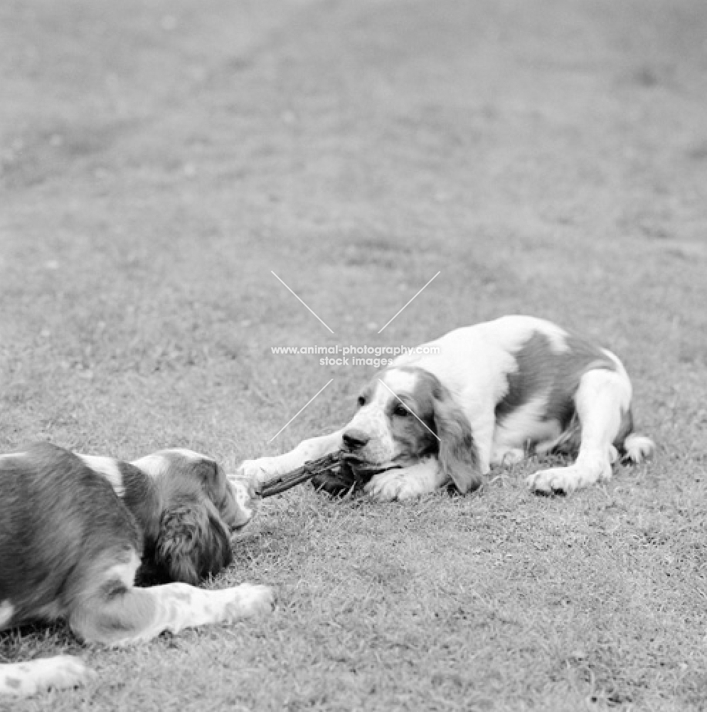 two welsh springer spaniel puppies playing 