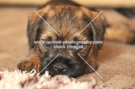 cute Border Terrier puppy with head on ground looking up