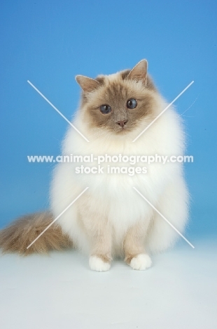 Lilac point Birman cat on blue background