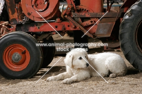 Maremma Sheepdog puppy near tractor