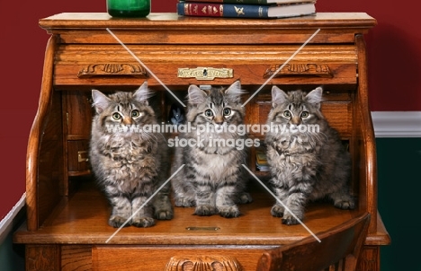 American Bobtail kittens on desk