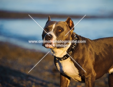 American Staffordshire Terrier