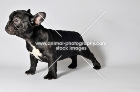 French Bulldog standing on white background