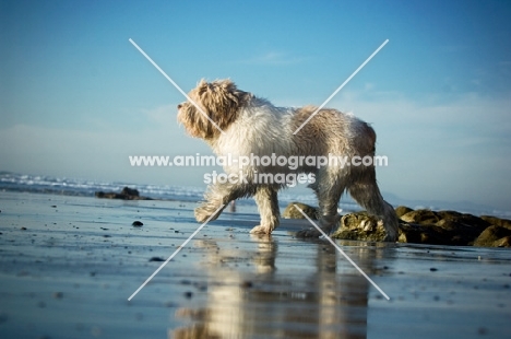 Polish Lowland Sheepdog (aka polski owczarek nizinny) walking on beach