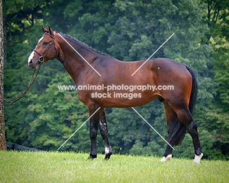 brown Holstein, side view