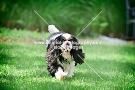 cavalier king charles spaniel running with ball in mouth