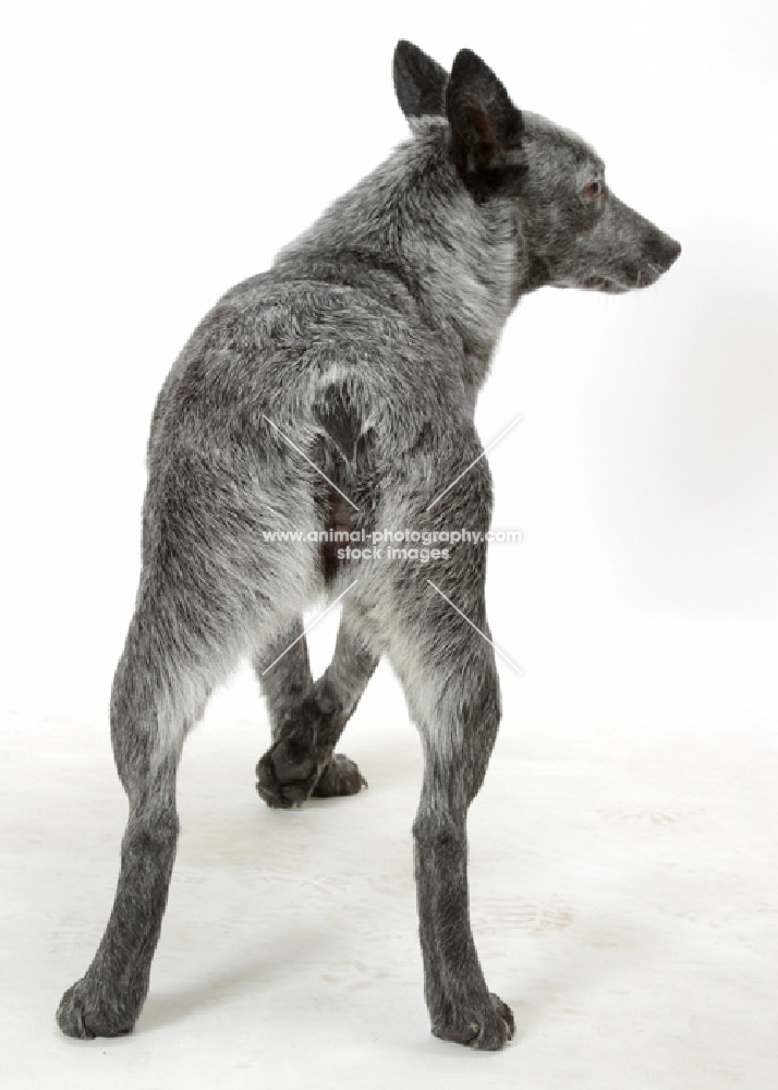 Australian stumpy tail cattle dog back view on white background