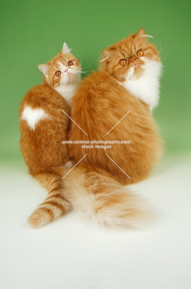 red and white Exotic Shorthair and Persian cats