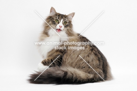 Brown Mackerel Tabby & White Norwegian Forest Cat on white background, meowing