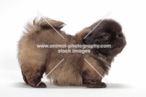 Pekingese puppy on white background, side view