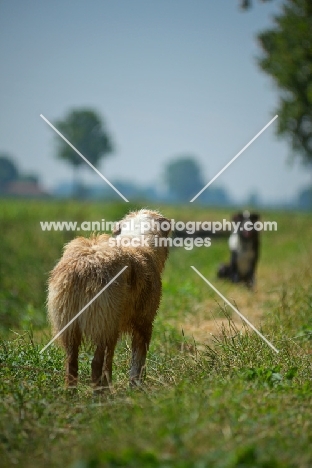 red merle and blue merle australian shepherd standing still and looking at each other, countryside scenery