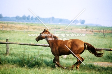 hanoverian horse cantering