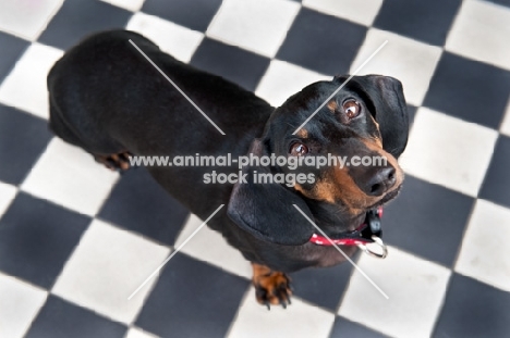 Dachshund standing on a checked floor