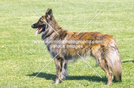Nederlandse Herder - dutch sheepdog - long coat