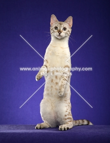 Bengal standing up on purple background