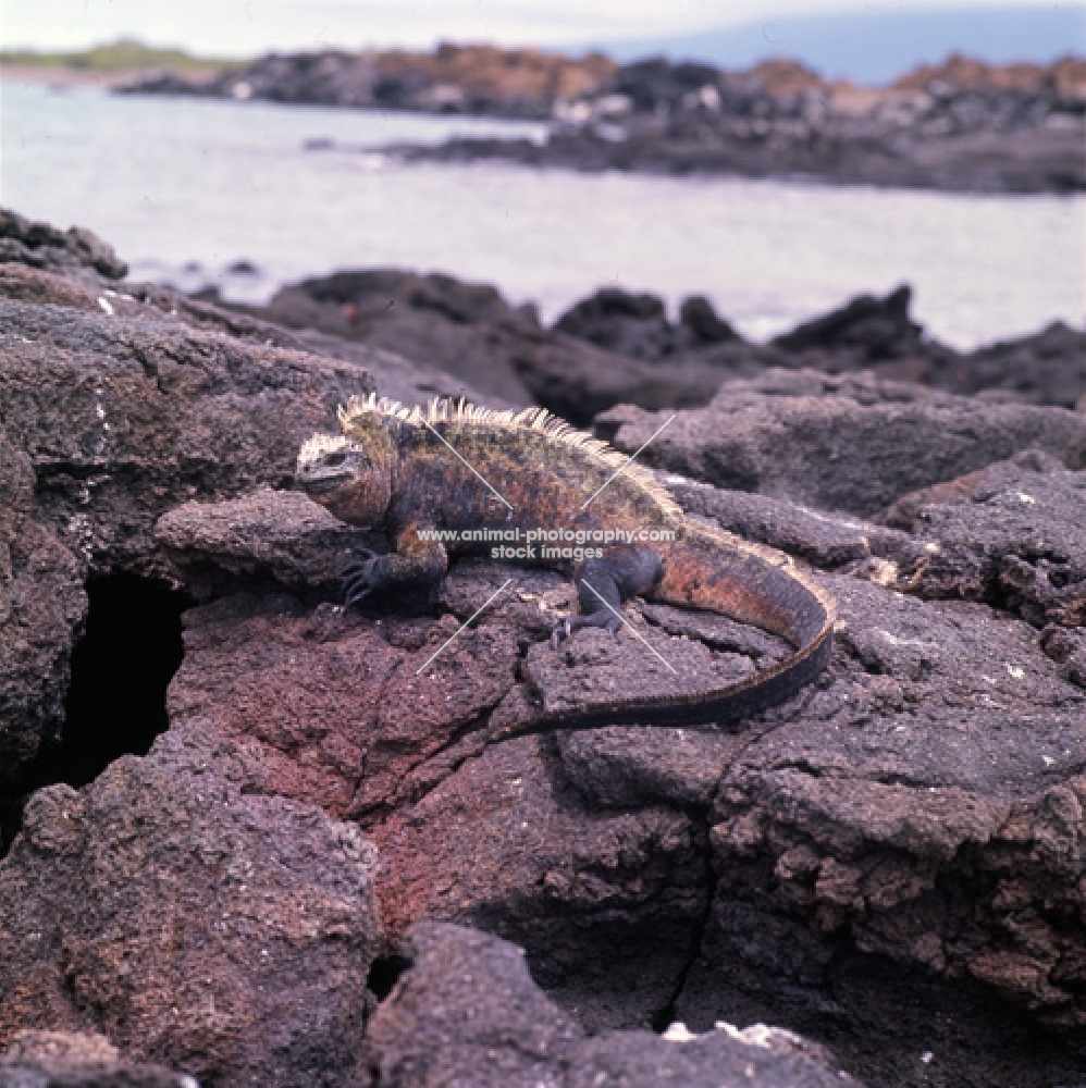 marine iguana on rocks on isabela island, galapagos islands