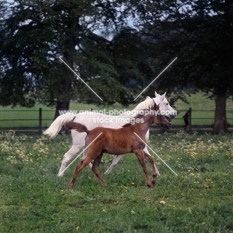 German Arab mare running with foal at marbach,