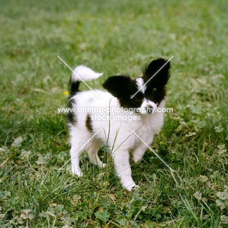 papillon puppy, donwen's deja vu