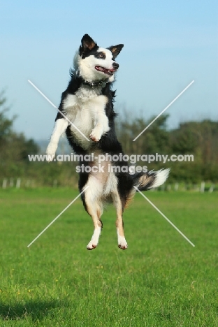black and white Border Collie jumping up
